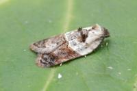 Acleris variegana