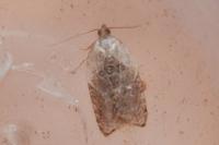 Acleris variegana