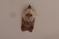 Acleris variegana