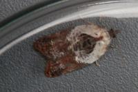 Acleris variegana