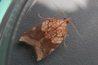 Acleris rhombana
