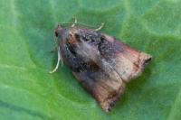 Archips podana