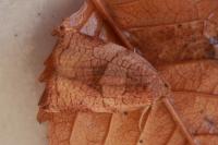 Archips podana