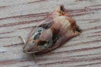 Archips podana