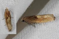Eucosma gr. cana