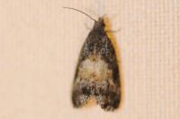 Endothenia nigricostana