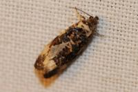 Endothenia gr. gentianaeana