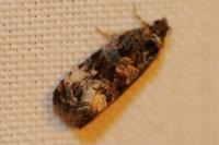 Endothenia gr. gentianaeana
