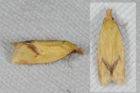 Agapeta hamana