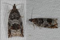 Ancylis achatana