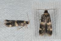 Oegoconia