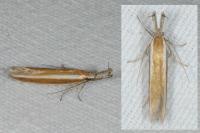 Pleurota aristella