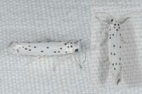 Yponomeuta