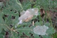 Acrocercops brongniardella