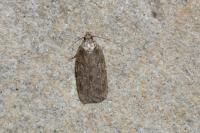 Depressaria