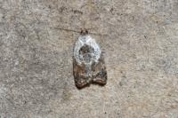 Acleris variegana