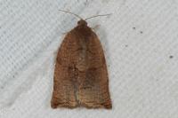 Archips podana