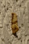 Phalonidia contractana