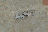 Stenolechia gemmella