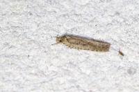 Agonopterix