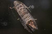 Cydia pomonella