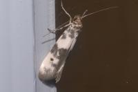 Enolmis acanthella