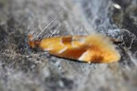 Epicallima formosella