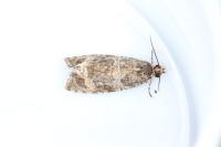 Celypha lacunana