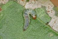Teleiodes luculella