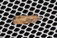 Acroclita subsequana
