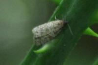 Isotrias stramentana
