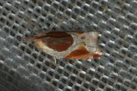 Ancylis unculana