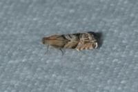 Cydia interscindana