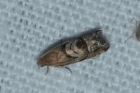 Cydia interscindana