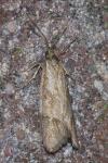 Diurnea lipsiella