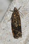 Enarmonia formosana