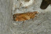 Epinotia abbreviana