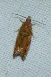 Epinotia abbreviana