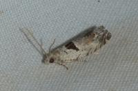 Epinotia ramella