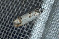 Eucosma campoliliana
