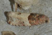 Gypsonoma aceriana