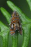 Olethreutes arcuella