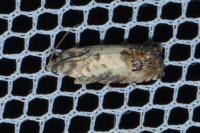 Pammene fasciana