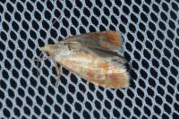 Rhyacionia buoliana