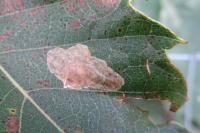 Tischeria ekebladella