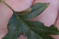 Phyllonorycter oxyacanthae