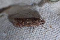 Teleiopsis diffinis