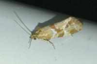 Aethes hartmanniana