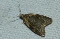 Capua vulgana