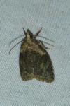 Capua vulgana